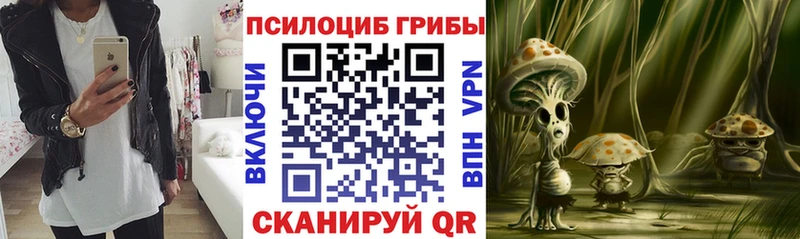 как найти   Ногинск  Галлюциногенные грибы Psilocybe 